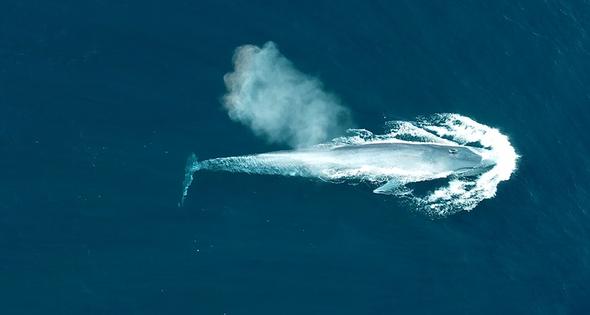 护佑生命并肩前行·星空电子生物品牌片